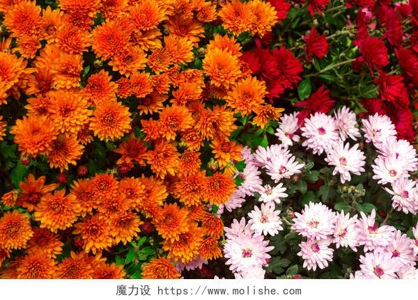 橙色红色和粉色的菊花鲜花花束